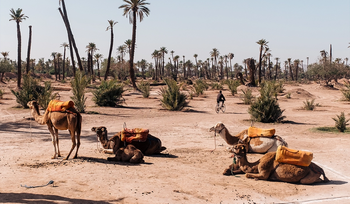 CAMEL RIDE IN MARRAKECH - Salah Excursions - 02